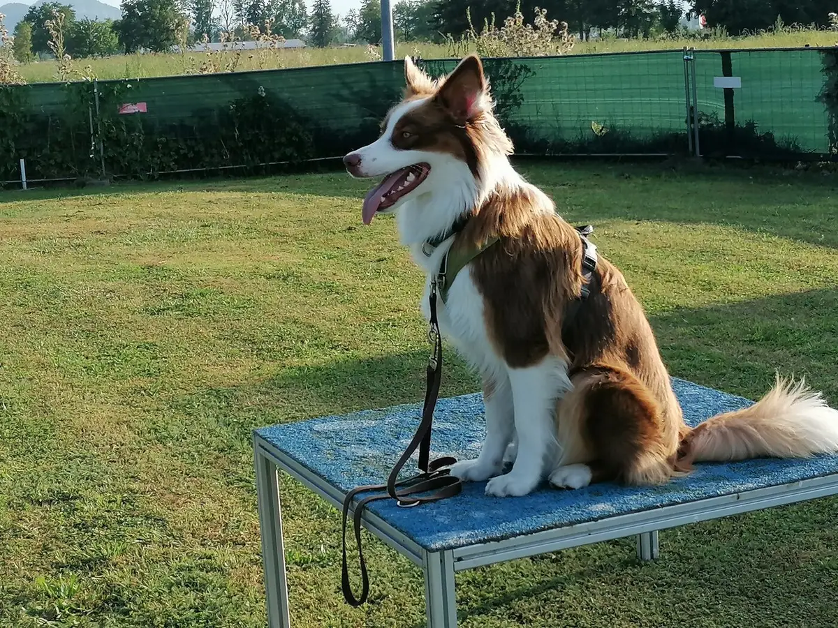 Junger Border Collie übt Sitz auf dem Trainingstisch — Hundetraining im Freien