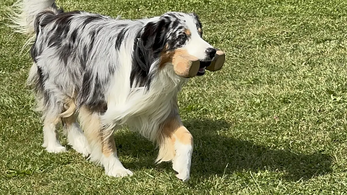 Australian Shepherd apportiert ein Holz — Obedience-Training