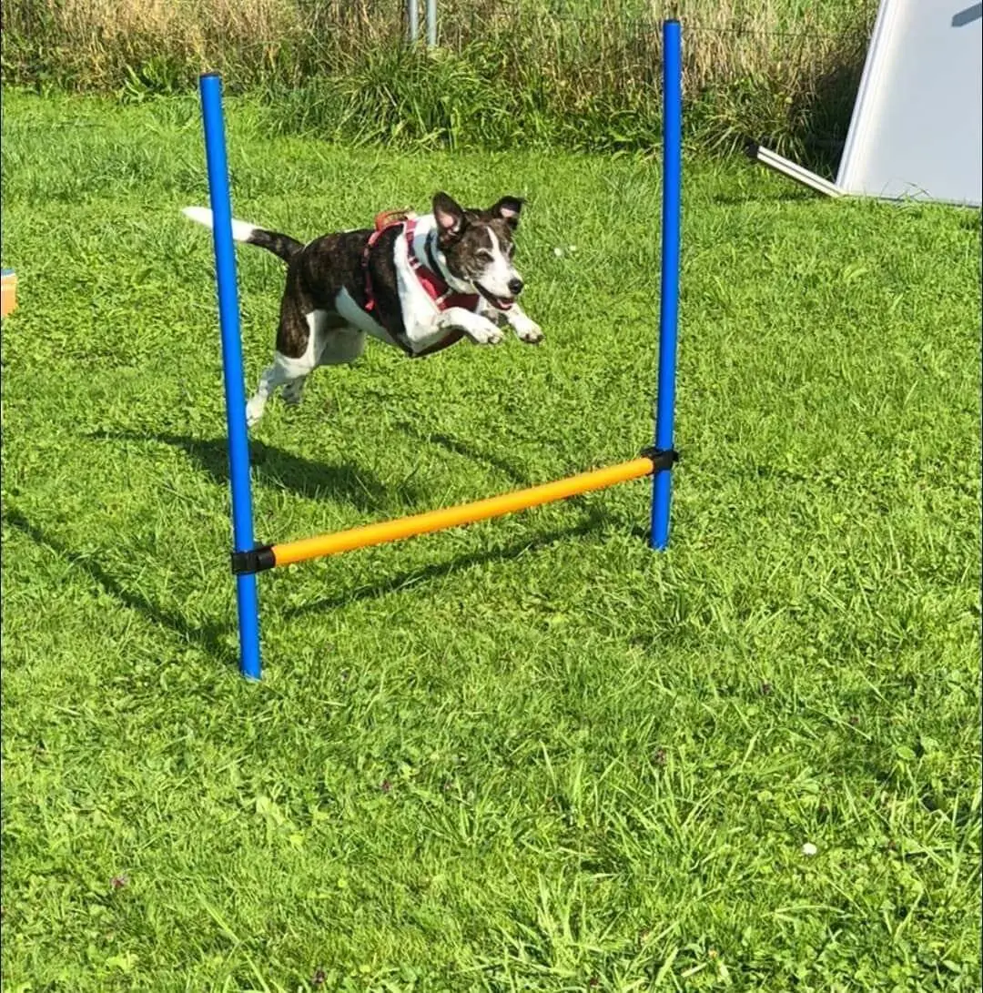 Kleiner Hund springt freudig über das Hindernis — Agility-Spaß